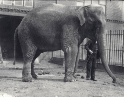 Elefante indio, Assam Lukhi, con cuidador en el Zoológico de Londres, abril de 1914 de Frederick William Bond